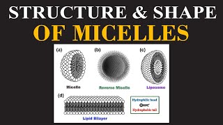 Struture amp Shape of Micelles Part 02  Mechanism of Action of Micelles  ChemClarity [upl. by Llehsyar]