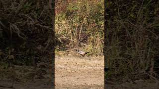 Ringnecked Pheasant walking next to the lake bird pheasants birdwatching [upl. by Anyat624]