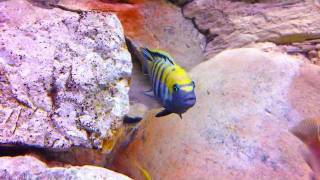 Stunning Cynotilapia Afra Cobue HD [upl. by Ahsiled]