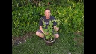 Growing Callaloo greens [upl. by Eilyr832]