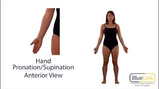 Hand Pronation Supination [upl. by Gagnon]