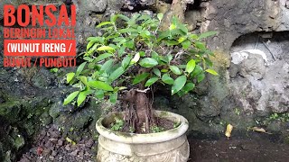 Bonsai Preh Ficus Retusa  Bonsai Bunut Ireng [upl. by Aros310]