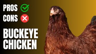 Buckeye Chicken Pros and Cons  Buckeye Chicken [upl. by Benildis]