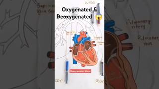 Oxygenated amp Deoxygenated blood 😱 viralshorts biology BeuniqueQ [upl. by Tarra168]