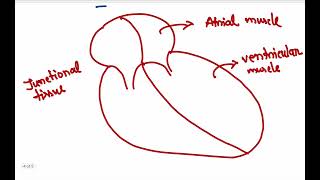 Mastering Physiology Cardiac auto rhythmicity Moshtaq Shahriar [upl. by Bentlee]