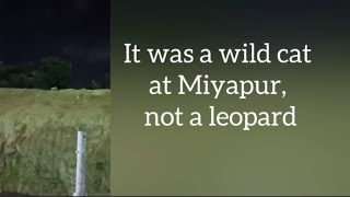 It was not a leopard at Miyapur but a wild cat [upl. by Rehnberg]