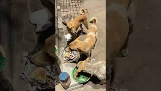 viralreels help tranding streetdogs [upl. by Atterehs332]