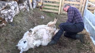 Eachan Lambing a sheep having difficulty [upl. by Poler]