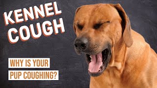 Dog Coughing Kennel Cough [upl. by Aicert650]