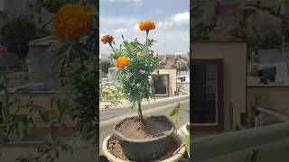 💯🤯Top 🔥5 MustHave 😱Flowers for Every Garden  Enhance Beauty amp Attract Pollinatorsorganicgardening [upl. by Adine]