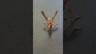 Wow Its not a waspand not a Praying Mantis like I thought Wasp mantidfly Hit the Like on this [upl. by Giffard556]