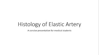 Elastic Artery Large Artery  Histology [upl. by Tjaden]