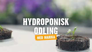 Hydroponisk odling  Tips amp råd  Vi visar hur du gör HORNBACH [upl. by Gavriella]