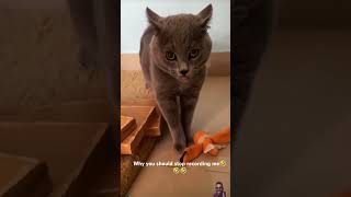 The cat explains why we should not video record him 🤣😅🤣 cat meowed meoweez catlover [upl. by Mohamed]