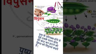 विपूंसनemasculation emasculationdefinebiologyinhindi biologyclass12 class12 crashcourse [upl. by Cutter429]