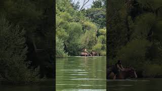 Horses having fun in the lake water horse horses horseriding equestrian girls girl [upl. by Kamp]