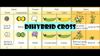 Dihybrid cross [upl. by Ddene]