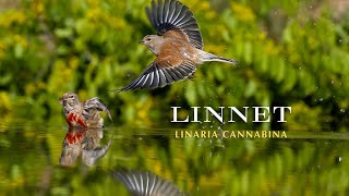 The linnet [upl. by Reynold]