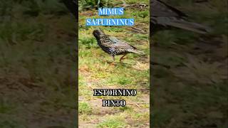 Estornino comuna14 bird sturnusvulgaris shortsvideo estorninopinto parquelasheras shorts [upl. by Janiuszck]