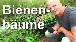 Bienenbäume und Robinien vermehren pikieren  Bienenbaum und Akazie für den Garten [upl. by Enialed]