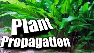 How to quotPropagatequot Cryptocorynes  Easy Guide to Aquarium Plants [upl. by Juieta]