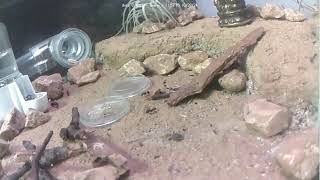 🐜 Arena Day 1466 1 Messor Barbarus Ant Farm Video Diary [upl. by Irrak266]