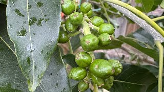 8 White Sapote trees in ground update early of spring 🌼🇦🇺😊 [upl. by Hatokad434]