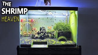 The Shrimp Heaven Shrimp Tank Setup for Caridina Aquascape Tutorial [upl. by Bixler]