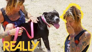 Wandering Dog With Heat Exhaustion Is Reunited With Her Owner  Pit Bulls amp Parolees [upl. by Tully]