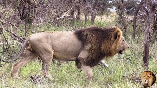 A Busy Day For Brothers Of Casper The White Lion Lets Follow Them [upl. by Tray]