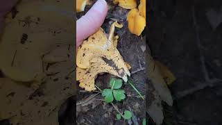 Smooth chanterelle Cantharellus lateritius southern Illinois [upl. by Rorry]