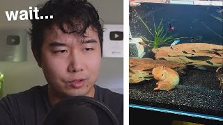 WTF am I watching  Fish Tank Review 236 [upl. by Cimbura587]