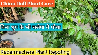 How To Grow China Doll Plant 🌿Radermachera Plant Care 🔥China Doll Plant Propagation 👏🏻 [upl. by Attaynik]