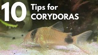 Top 10 TIPS for keeping CORYDORAS Breeding Diet Habitat and More [upl. by Edmon965]