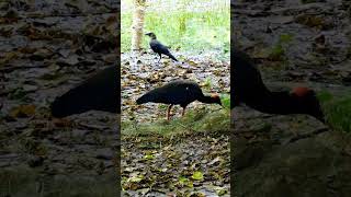 Rednaped Ibis Indian Black Ibis with crow ibis shortvideo youtubeshorts viralvideo crow [upl. by Samul617]