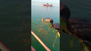 Cormorants Fishing catch catfish [upl. by Nodnal]