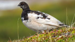 Rock Ptarmigan Call Alpenschneehuhn Ruf Lagopède alpin chant Fjällripa läte Fjellrype lyd [upl. by Frendel]