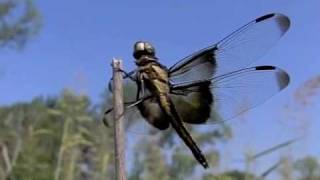 Dragonfly action in slow motion [upl. by Letnom653]