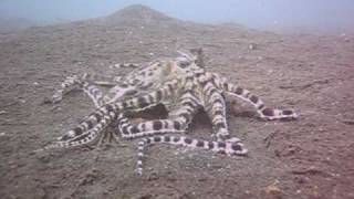 Amazing Mimic Octopus vs Mantis Shrimp Battle [upl. by Sollows700]