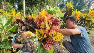 100 plus croton plants ang na marcot koMas lalo pa silang dadami Tamang paraan sa pag mamarcot [upl. by Eihtur]