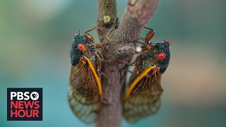 Cicada season What to expect from the coming brood thats been underground for 17 years [upl. by Whalen334]