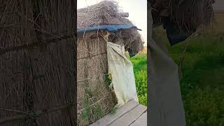 किसान अपने खेत पर झोपड़ी में रहता है तब जाकर फसल लहराती है  The farmer lives in a hut on his farm [upl. by Julis413]