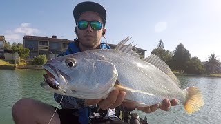 Quick West Lakes School Mulloway BATTLE To Start 2020 [upl. by Akimad]