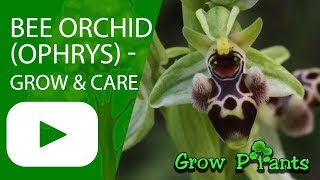 Bee Orchid  Ophrys  grow amp care Beautiful Orchids [upl. by Hceicjow162]