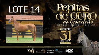 LOTE 14 CEREJA DA ARABELA [upl. by Ardied]