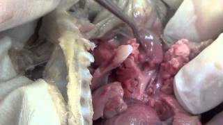 Fetal Pig Dissection Part 3 [upl. by Bondy]