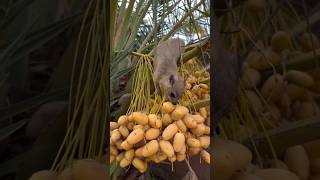 wild hyrax youtube4animal hyrax cuteanimals babyanimals gotyournose funnyanimals [upl. by Nodnerb]