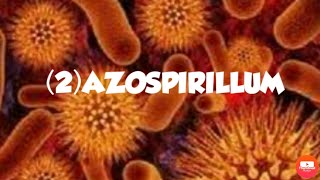 AZOSPIRILLUMFREE LIVING NITROGEN FIXING BACTERIA [upl. by Etnauq220]