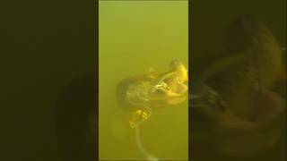 Pike vs Herring lure Underwater view 🎣 fishing Fishing video [upl. by Inaffyt341]