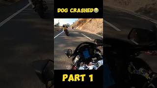 DOG LIVE CRASHED WITH BIKER😭PAIR TOOT GAYAmodified rr310 rider kawasaki zx6r monsterenergy [upl. by Nomyt498]